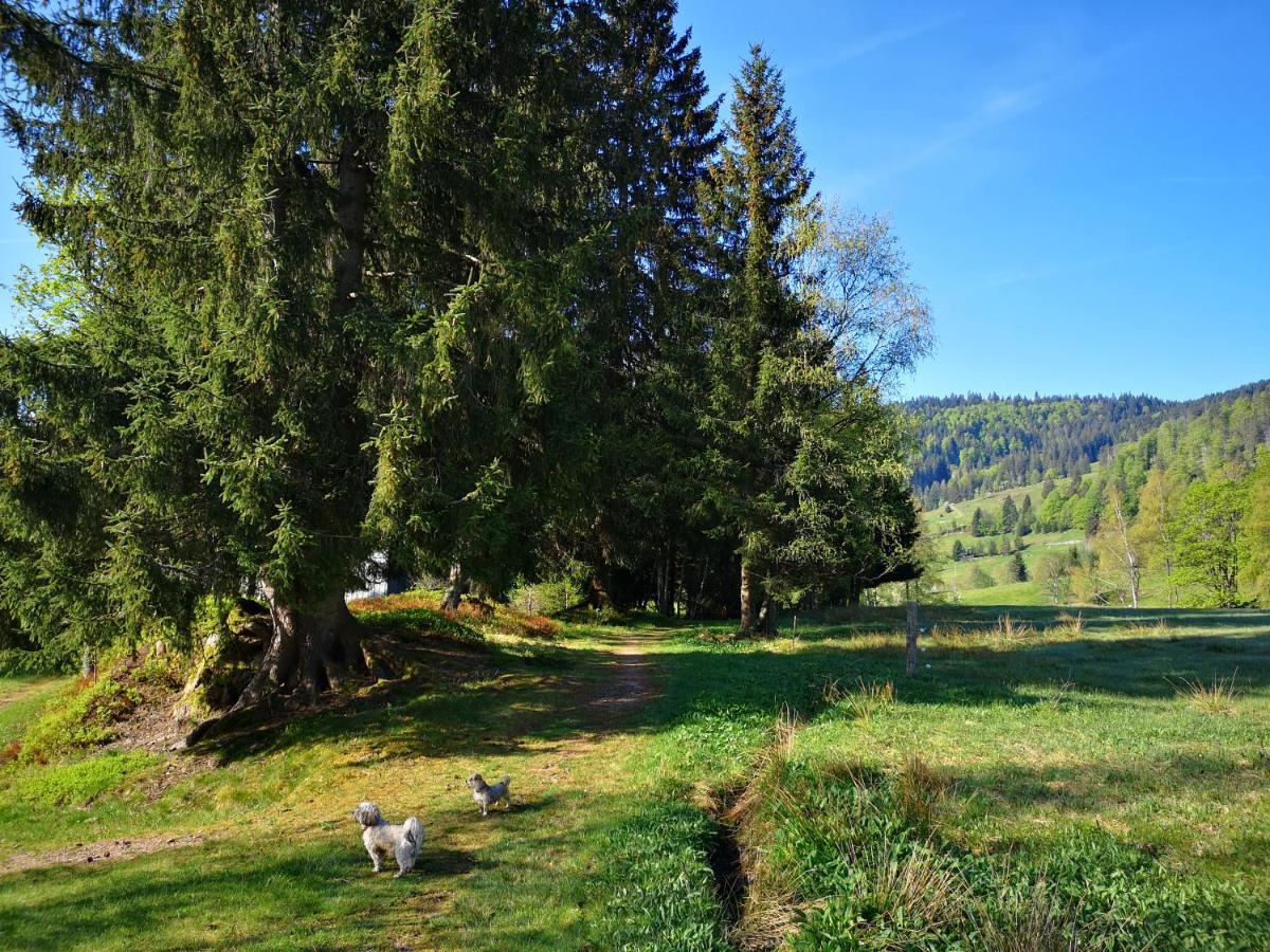 Apartamento B4 Albmatte Menzenschwand-Hinterdorf Exterior foto